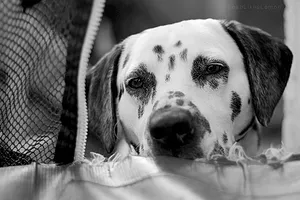 Keep pets safe around trampolines